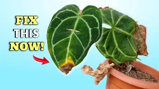 FIX Brown Tips PROBLEM - Anthurium Plant Care