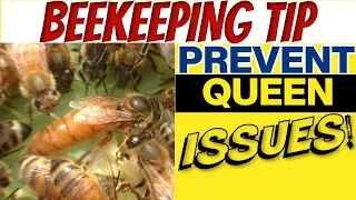 Beekeeping: How To Avoid Queen Issues