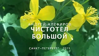 Чистотел большой. Алефиров А.Н.