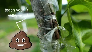 American Persimmon BUD GRAFT update 7.5.2022 -- Spring bud grafts have taken!