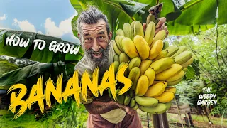 HOW TO GROW BANANAS