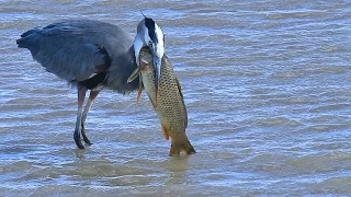 Great Blue Heron eats huge fish at  Bosque del Apache NWR