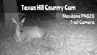 Texas Hill Country Cam: Maxdone Trail Camera Jan. 31, 2024