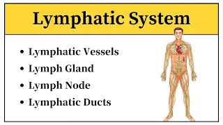 Anatomy And Physiology Of Lymphatic System In Urdu || Lymphatic Vessels Physiology In Hindi