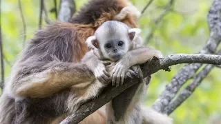 Meet adorable snub-nosed monkeys in Shennongjia, a UNESCO world heritage site in China (Part 2)