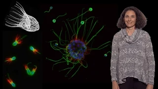 Nicole King (UC Berkeley, HHMI) 1: The origin of animal multicellularity