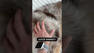 Аусси сильно линяют? #aussie #australianshepherd #австралийскаяовчарка #аусси #линька