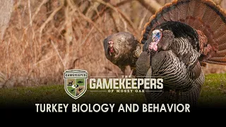 Turkey Biology and Behavior