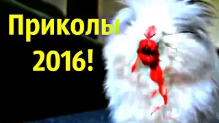 ЛУЧШИЕ ПРИКОЛЫ 2016 Март, Самые смешные приколы Март 2016.