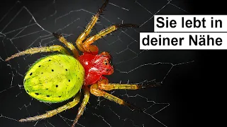 So gefährlich ist diese Spinne wirklich (Araniella cucurbitina)