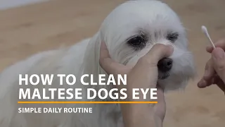 How to clean Maltese dogs eyes 👉 simple daily routine for a clean face