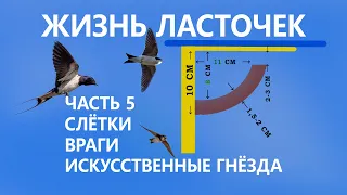 Жизнь ласточек #5/5. 🐤 Слётки. ✈ Миграции. 🐱 Враги. 🏠 Помощь