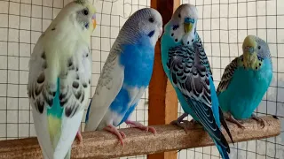 12 Hr Happy Singing & Eating Parakeet Budgies Birds, Reduce Stress of Lonely Quiet Birds