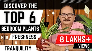 टॉप 6 बेडरूम पौधे - आपके स्वस्थ्य और खुशहाल जीवन के लिए I TOP 6 BEDROOM PLANTS