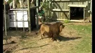 Rescued Lion released