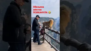 ОБЕЗЬЯНА ЖЁСТКО ПСИХАНУЛА😂👍👍👍#юмор#ПРИКОЛЫ #Shorts