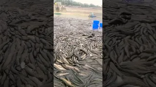 season Catching hand fishing movie, A lots of big fish, village natural fishing movie Nets fishing