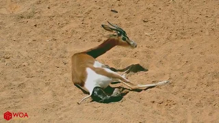 NEW BORN IMPALA ESCAPES FROM THE CHASE OF JACKAL Impala Giving Birth