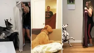 Dogs React To Magic Trick With Blanket 🔴 Perros Reaccionan Al Truco De Magia Con Manta