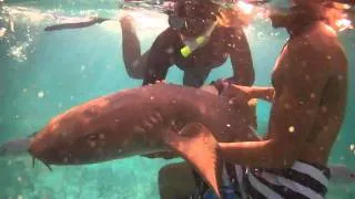 Scuba Diving, Ambergris Caye, Belize: Hol Chan & Shark Ray Alley