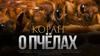 ЧТО В КОРАНЕ ГОВОРИТСЯ О ПЧЕЛАХ?