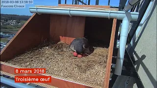 Naissance de trois fauconneaux à Civaux.