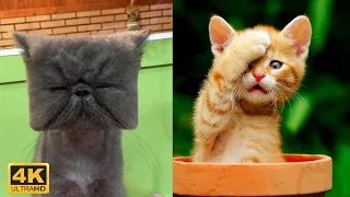 4K 😼 Funny cats life, try not to laugh 😂 Cute and funny cat videos - Kris reaction