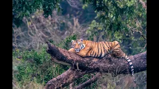 CORBETT - TIGER ON A TREE