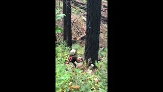 tree top breaks on 15 year old timber faller