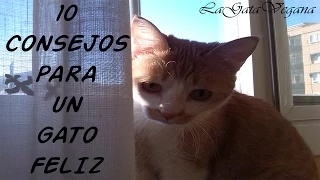 10 CONSEJOS PARA QUE TU GATO SEA FELIZ / TIPS PARA MEJORAR LA CALIDAD DE VIDA DE UN GATO