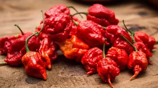 TOP 20 HOTTEST PEPPERS ON EARTH