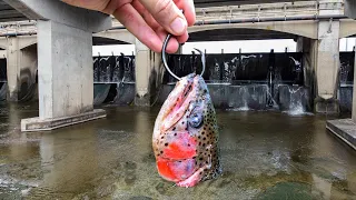 I Caught The LOST SPILLWAY MONSTER!!! (GIANT New PB!)