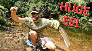 Fishing for MASSIVE Freshwater American Eel