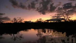 WildEarth - Sunset Safari - 18 June 2020