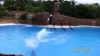LORO PARQUE шоу дельфины 2011 год Тенерифе, FIREFLIES Канарские острова