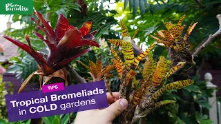 Bromeliads outdoors in COLD gardens - 1 year later...