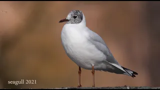 🐦 seagull sound - 2021 🐦 in 4K / UHD 🐦 by ani male