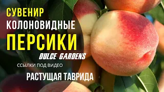 Персик колоновидный Сувенир Россия | Dulce Gardens
