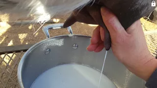 How To Milk A Goat!