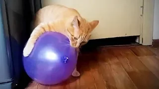 Awesome Cats 😸🎈Funny Cute Cats vs Balloons (Full) [Funny Pets]
