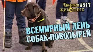 Глазами животных #317. Всемирный день собак-поводырей