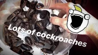 COCKROACHES make a COMEBACK !!! (UNBOXING feat. Elvarg, the Bearded Dragon)