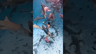 Мальдивы. Акулы няньки без обидны