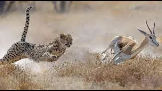 Cheetahs - High-speed hunters of the Savannah