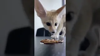 mini fennec fox -funny and cute fennec videos #3