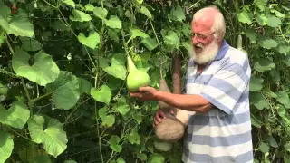 Lucien Vanstipelen , La calebasse légume superbe , dans son jardin  , Bassenge 2015