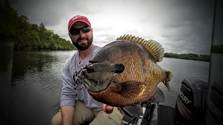 Hot Topwater Bluegill Bite! — Angling Edge TV