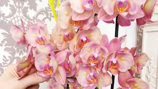 Уход за орхидеями для обильного цветения и быстрого роста