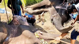 Treatment to miserable elephant lying lifelessly after being shot in the head by an evil poacher