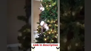 Funny Cats Christmas Holidays Tree Fall Fail ASL meme Meow #shorts lol
